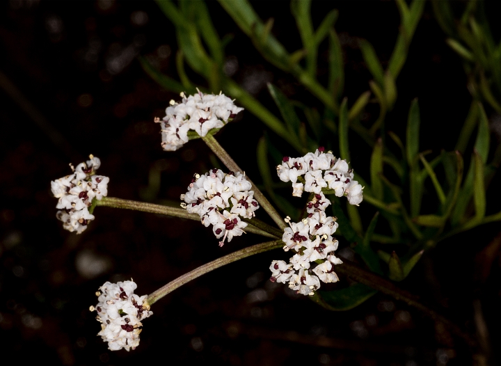 Lomatium piperii 17-2651.jpg